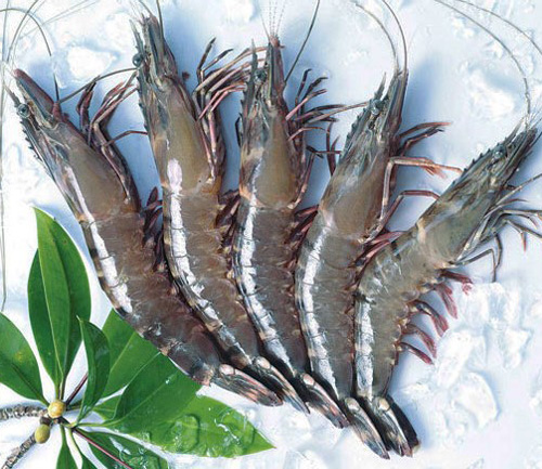Black-Tiger-Shrimp