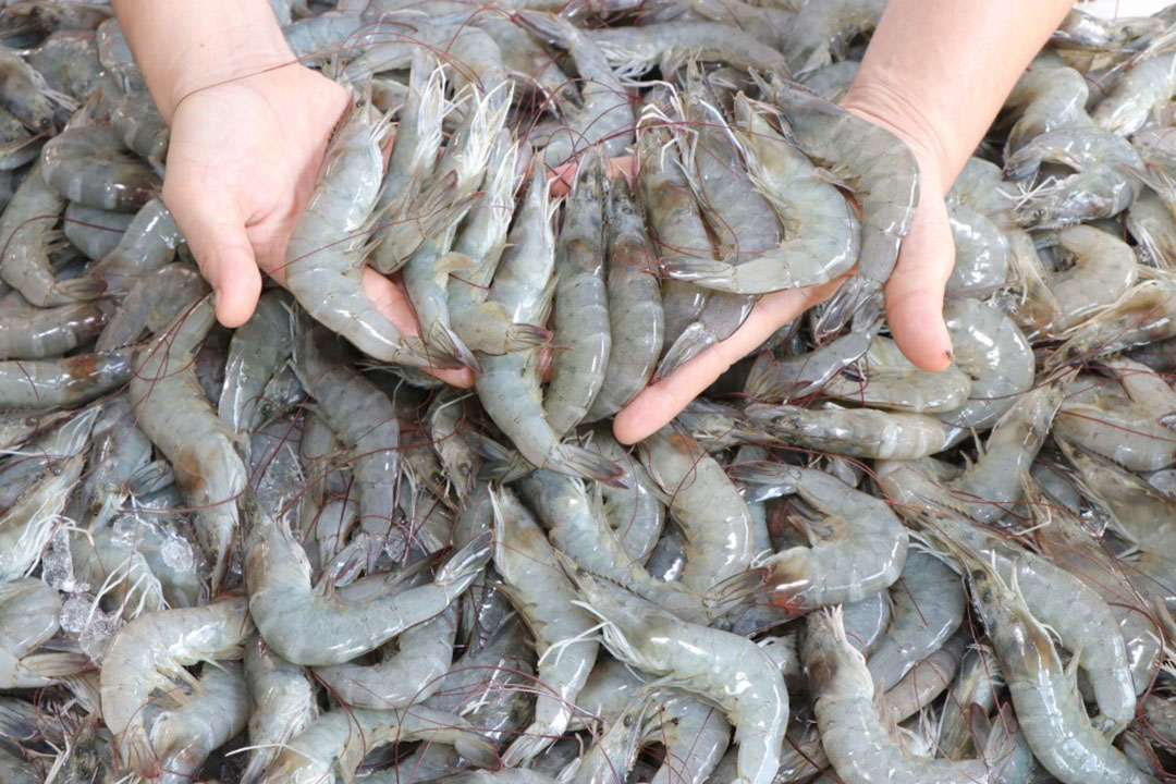 IMG_Whiteshrimp